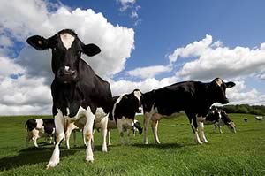 dairy cattle